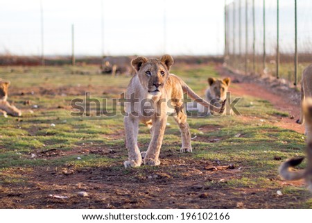 Lion cub in camp with green grass