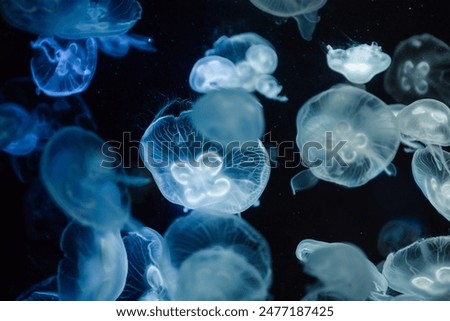 Similar – Image, Stock Photo jellyfish Jellyfish