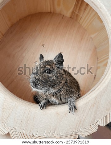 Foto Bild Degu sitting in wheel