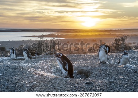 Magellanic Penguins, very early golden morning at Natural protected area Punta Tombo, Chubut, Patagonia, Argentina
