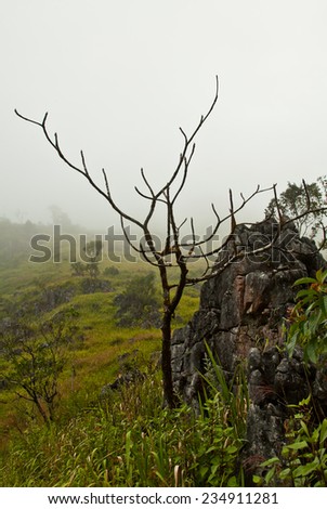 withered tree in fog