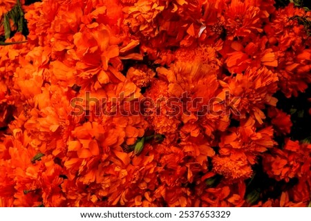 Similar – Image, Stock Photo Many colourful marigold blossoms in the garden