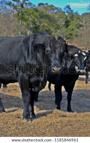 Looking for big black bull wife join Interesting phrase Looking for big black bull wife