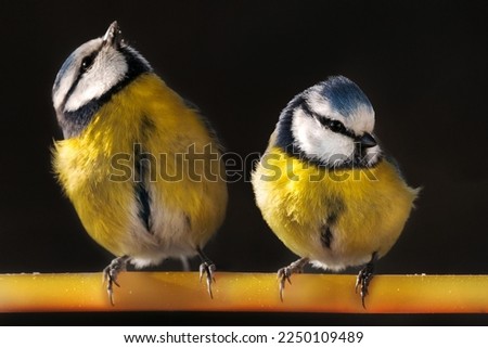 Image, Stock Photo Nice tit with blue head looking up