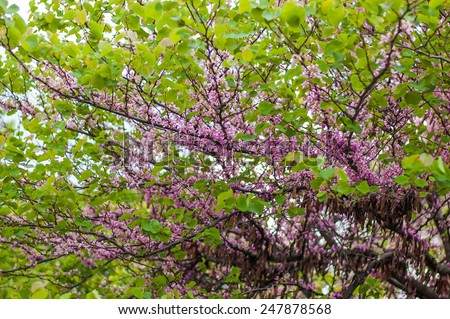 Flowering tree branches strewn by purple flowers at spring in Paris, France