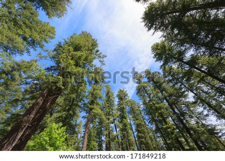 Looking up the giant trees in Oregon.