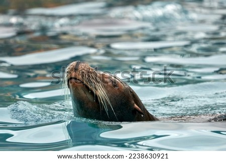 Similar – Image, Stock Photo Lateral, close portrait of a young woman in nature