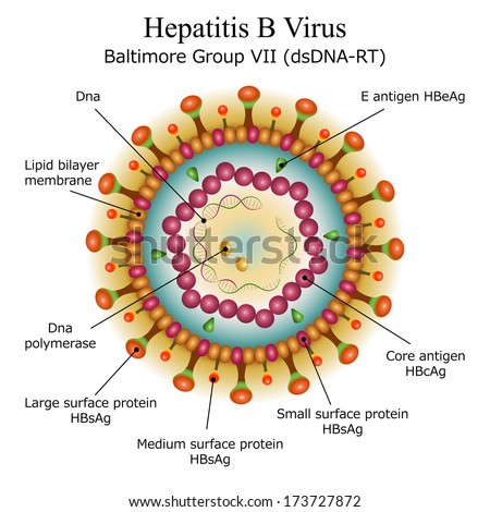 Diagram Of Hepatitis B Virus Particle Structure Stock Photo 173727872 ...