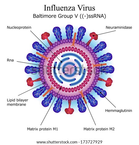 Diagram Of Influenza Virus Particle Structure Stock Photo 173727929 ...