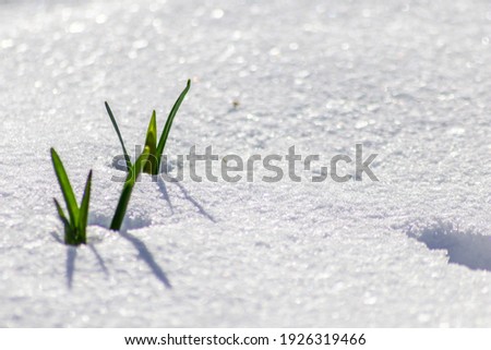 The winter ends and the springtime shows fresh green and snow covered flowers after snowfall with melting ice and melting snow in the spring sunshine to welcome the revival of life and nature