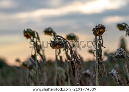 Similar – Image, Stock Photo Extreme drought Flower
