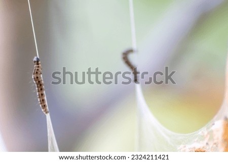 Similar – Image, Stock Photo spinning moths on a bush