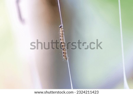 Similar – Image, Stock Photo spinning moths on a bush