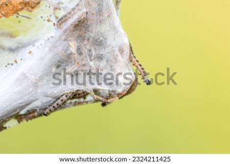 Similar – Image, Stock Photo spinning moths on a bush