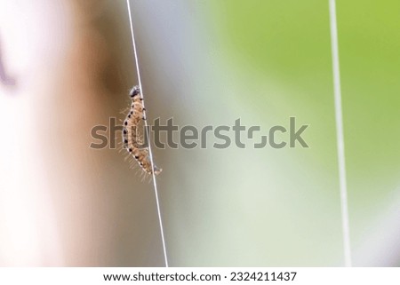 Similar – Image, Stock Photo spinning moths on a bush