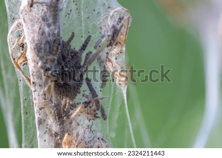 Similar – Image, Stock Photo spinning moths on a bush