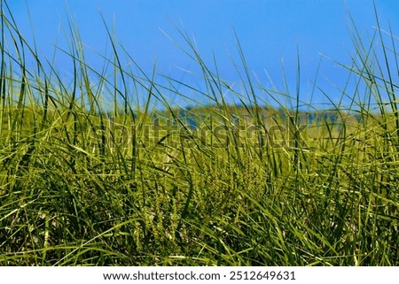 Similar – Image, Stock Photo Dune grass at the Baltic Sea beach