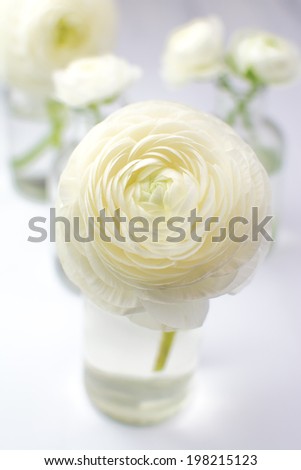 White ranunculus flowers in glass bottles on a white surface