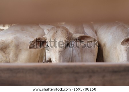 
Watching the cattle through the confinement fence, Foto stock © 