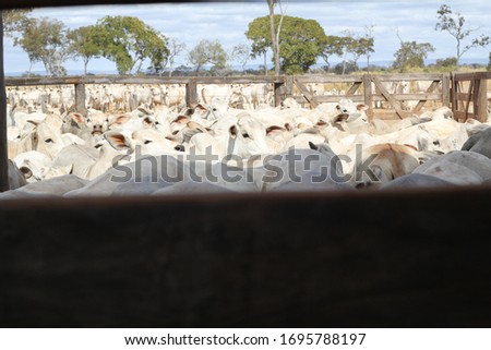 
Watching the cattle through the confinement fence, Foto stock © 