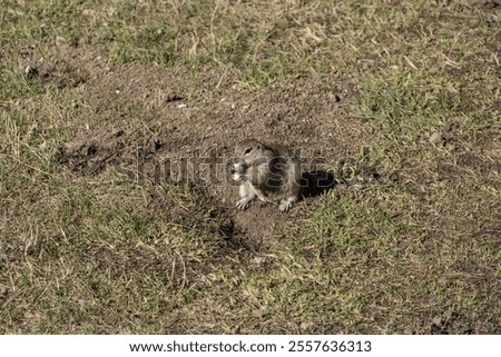 Similar – Image, Stock Photo Gopher Marmot Brown Green