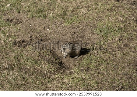 Similar – Image, Stock Photo Gopher Marmot Brown Green