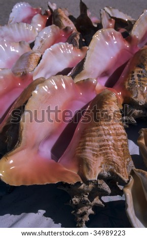 Queen Conch shell details at Dominican republic island