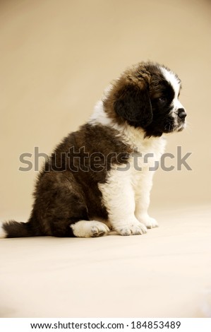 St Bernard puppy sat isolated on a gold background