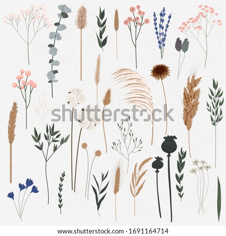 Vector set of boho plants. Beautiful wild grass and flowers. Collection of floral elements: pampas grass, poppy heads, lavander, cotton and other. Stylish flat elements for your design