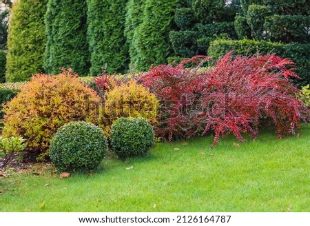 Landscaping of a garden with a green lawn, colorful decorative shrubs and shaped yew and boxwood, Buxus, in autumn. Gardening concept. Stockfoto © 