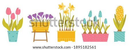 Set of spring potted flowers. Tulips, crocuses, daffodil, muscari, hyacinth. Plants isolated on white background. Vector illustration in flat style