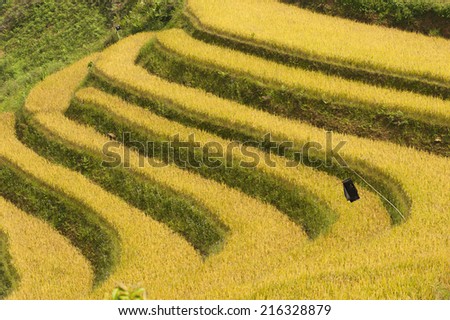 Vietnamese rice paddy field in harvesting season. Terraced paddy fields are used widely in rice, wheat and barley farming in east, south, and southeast Asia