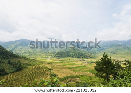 Terraced paddy field Terraced paddy fields are used widely in rice, wheat and barley farming in east, south, and southeast Asia