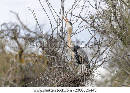 Similar – Foto Bild Graureiher im Baum Natur