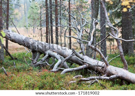 Old felled trees in Lapland in Finland