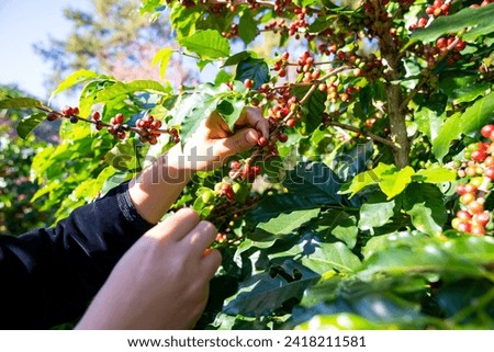 Similar – Image, Stock Photo ripe cherries are picked from the tree