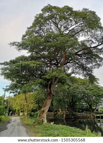 Tall​ old​ Rain​ tree​ or​ East​ Indian​ Walnut or​ Monkey​ pod standing inbetween asphalt​ street​ and​ lake​ in​ park.​ Green​ leaves​ in​ each​ branch.​ Cloud​y​ sky​ and​ trees as​ background. Zdjęcia stock © 