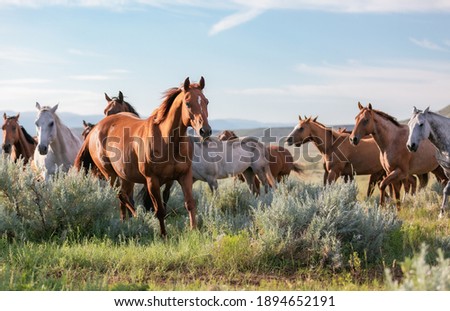 Similar – Image, Stock Photo Horses in the mountains in Iceland