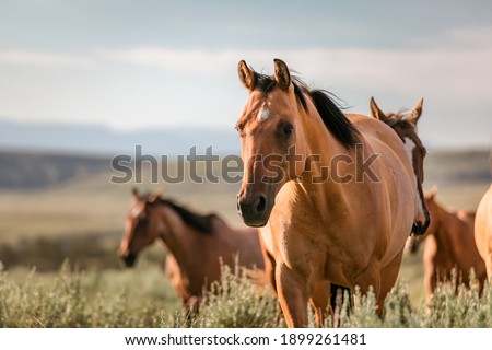 Similar – Foto Bild Pferdeherde im weißen Feld im Winter