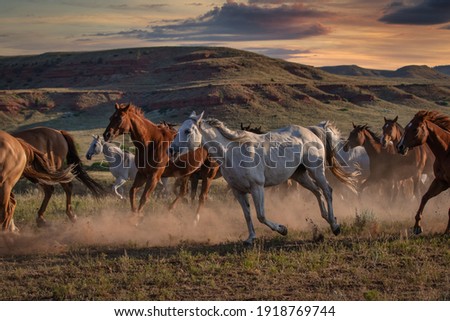 Similar – Image, Stock Photo Horses in the mountains in Iceland