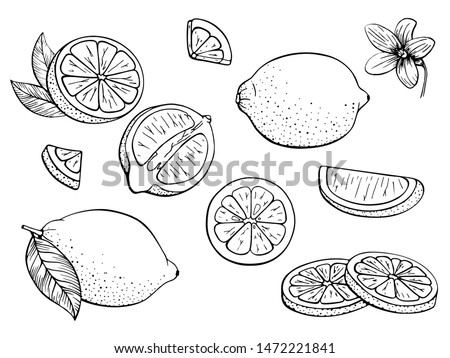 Lemons. Set citrus. Fruits. Whole lemon, slice, cut pieces, flower, plant leaves. Vector hand drawn. Black and white. Stylized linear illustration. Isolated on white background. Coloring book, page.