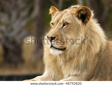 Young Male Lion Profile