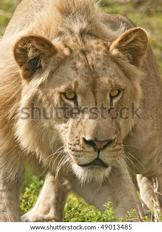 Lion Ready to Attack