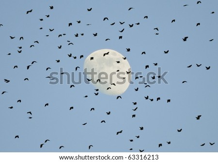 Birds Flying by Full Moon