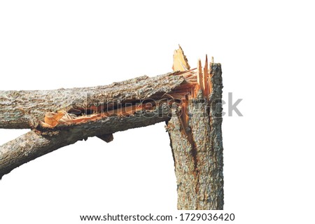 Similar – Image, Stock Photo Broken tree Tree