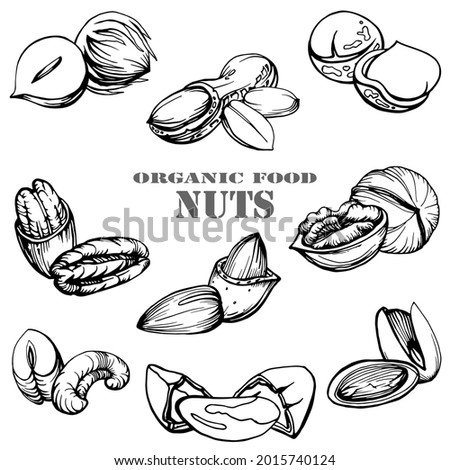 Hand drawn black and white illustration nuts logo of pecan, peanut, brazil nut, macadamia, almond, walnut, hazelnut, pistachio, cashew nuts. Health products. Nuts shop. Handwritten graphic technique.