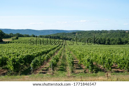 the Gaillac vineyard, one of the oldest in France (from the time of the Gauls and well before Jesus Christ Stock foto © 