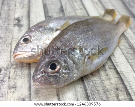 Gelama ikan Gelama