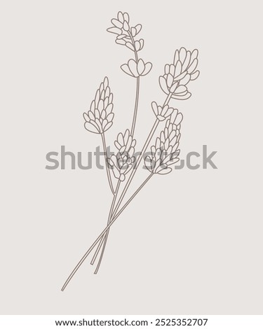 Similar – Image, Stock Photo Lavender flowers in the last sunlight