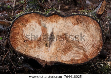 ring dating trees